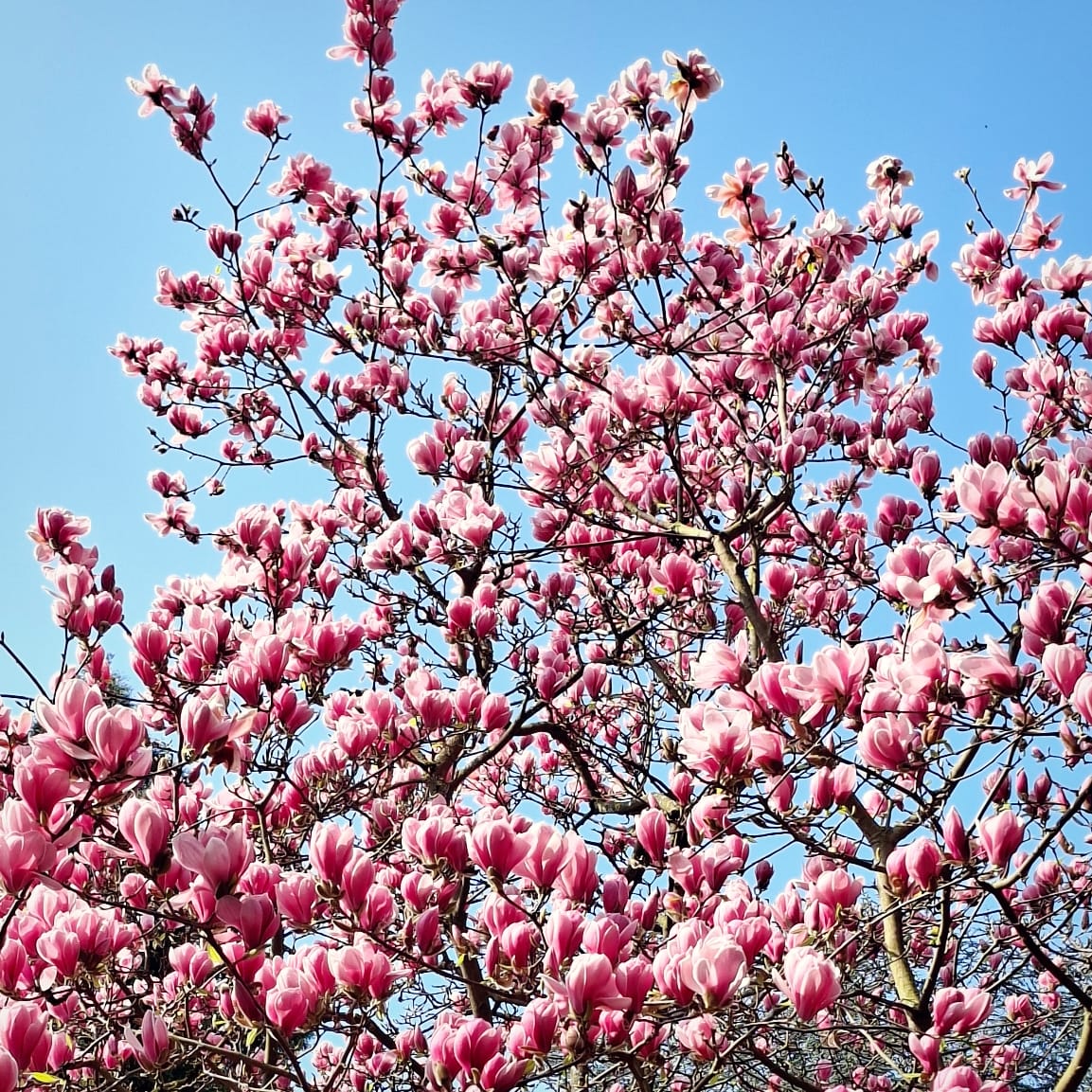 Zur Frühjahrsblüte in … Frankfurt am Main